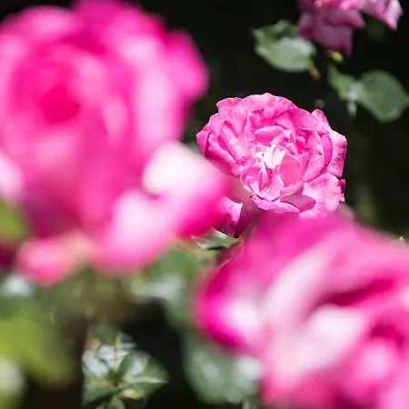 Отель Dimitreli Venetia